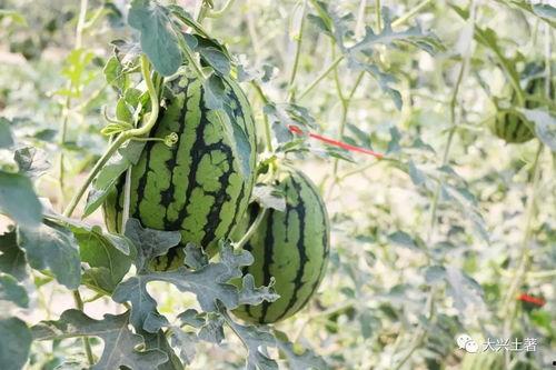 南北吃瓜网红,一场舌尖上的文化盛宴